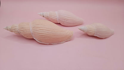 Fulgoraria nagouchii hyashi Growth Series – Set of 3 Display Shells – seashells