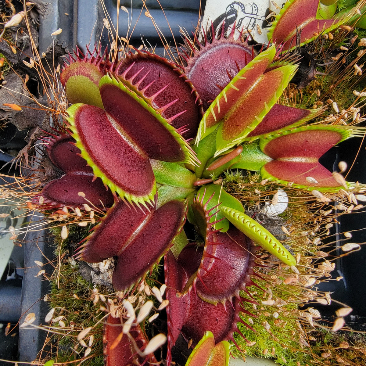 Low Giant Venus Flytrap – Live Carnivorous Plant – Venus flytrap