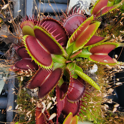 Low Giant Venus Flytrap – Live Carnivorous Plant – Venus flytrap