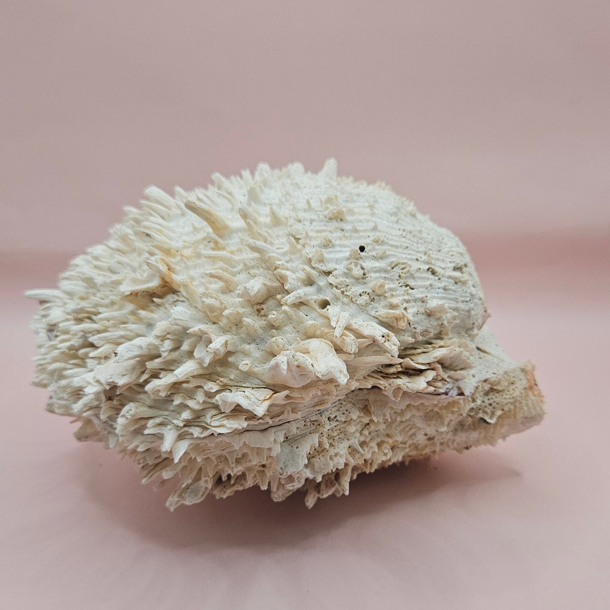 8" White Spondylus Shell with Natural Spikes – Coastal Textured Display Shell – Shells