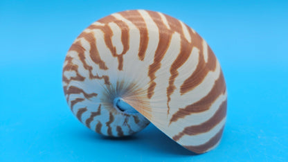 Tiger Nautilus Shell – Striking Natural Ocean Decor 3.6"
