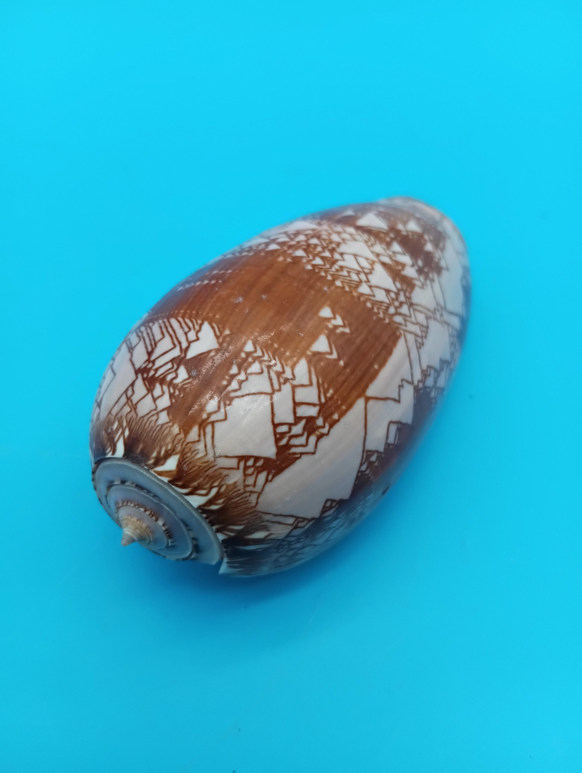 Tent Olive - Oliva Porphyria 3.7" – Shells