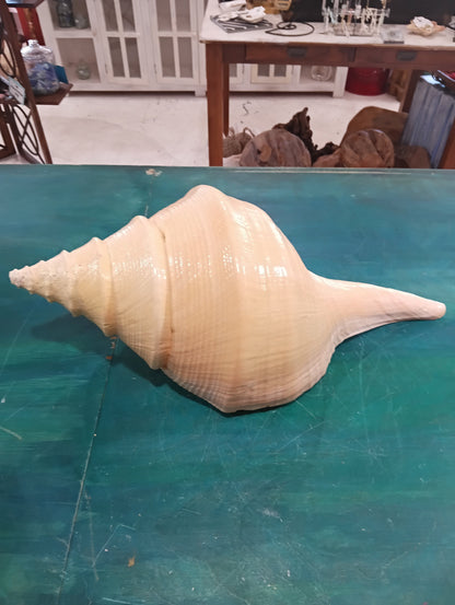 Australian Trumpet Shell 21" – Rare Syrinx aruanus Specimen – Shells