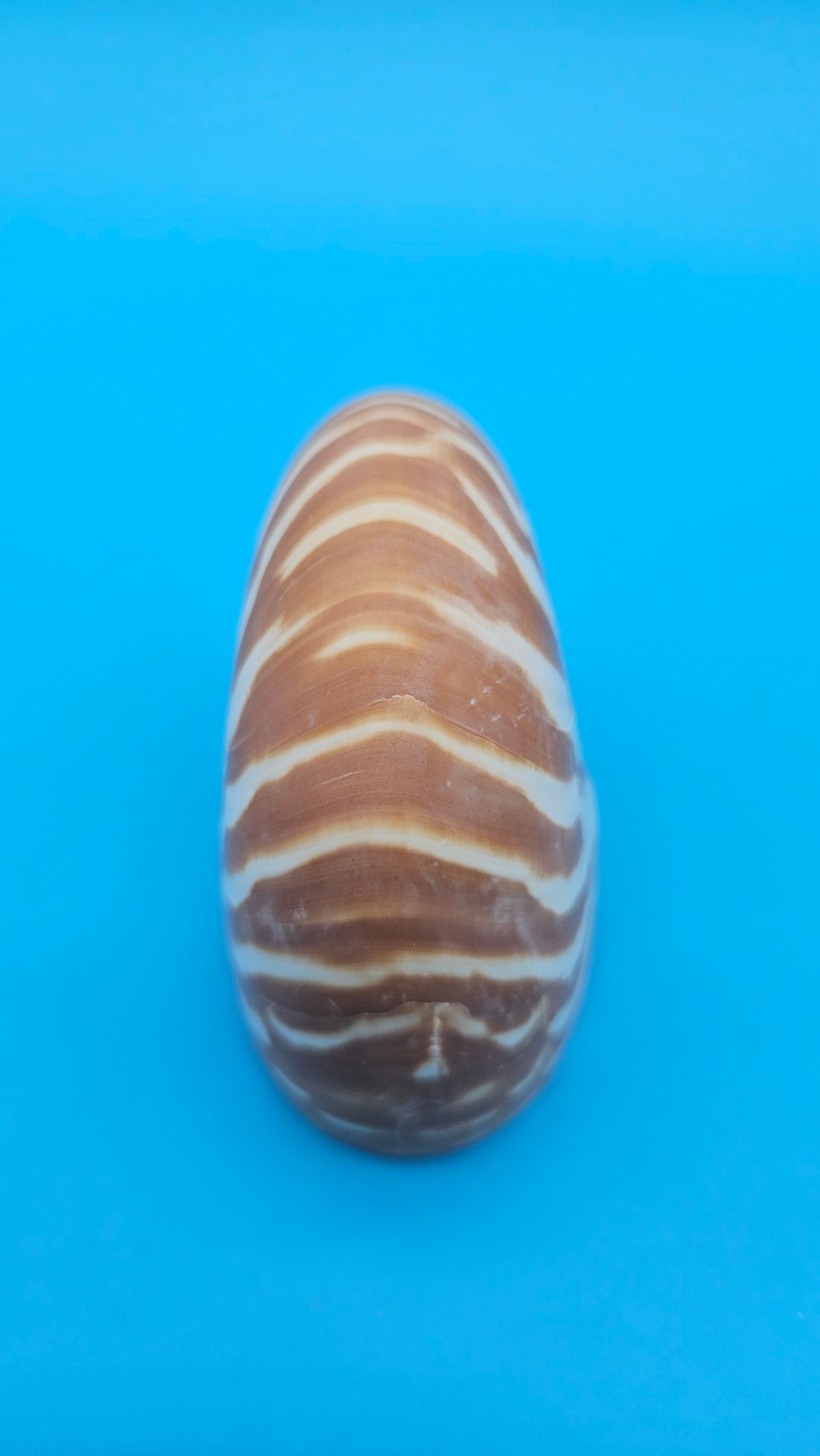 Chambered Tiger Nautilus Shell – Striking Natural Ocean Decor 3" (Nautilus pompilius) – Shells