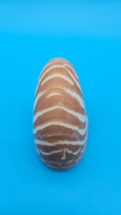 Chambered Tiger Nautilus Shell – Striking Natural Ocean Decor 3" (Nautilus pompilius) – Shells