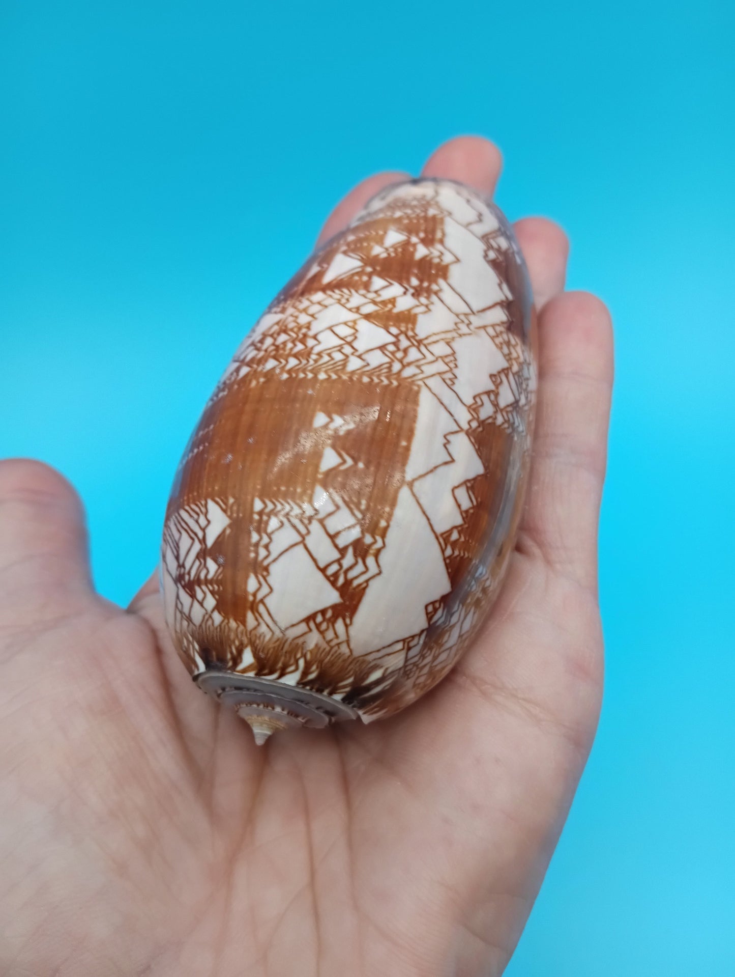 Tent Olive - Oliva Porphyria 3.7" – Shells