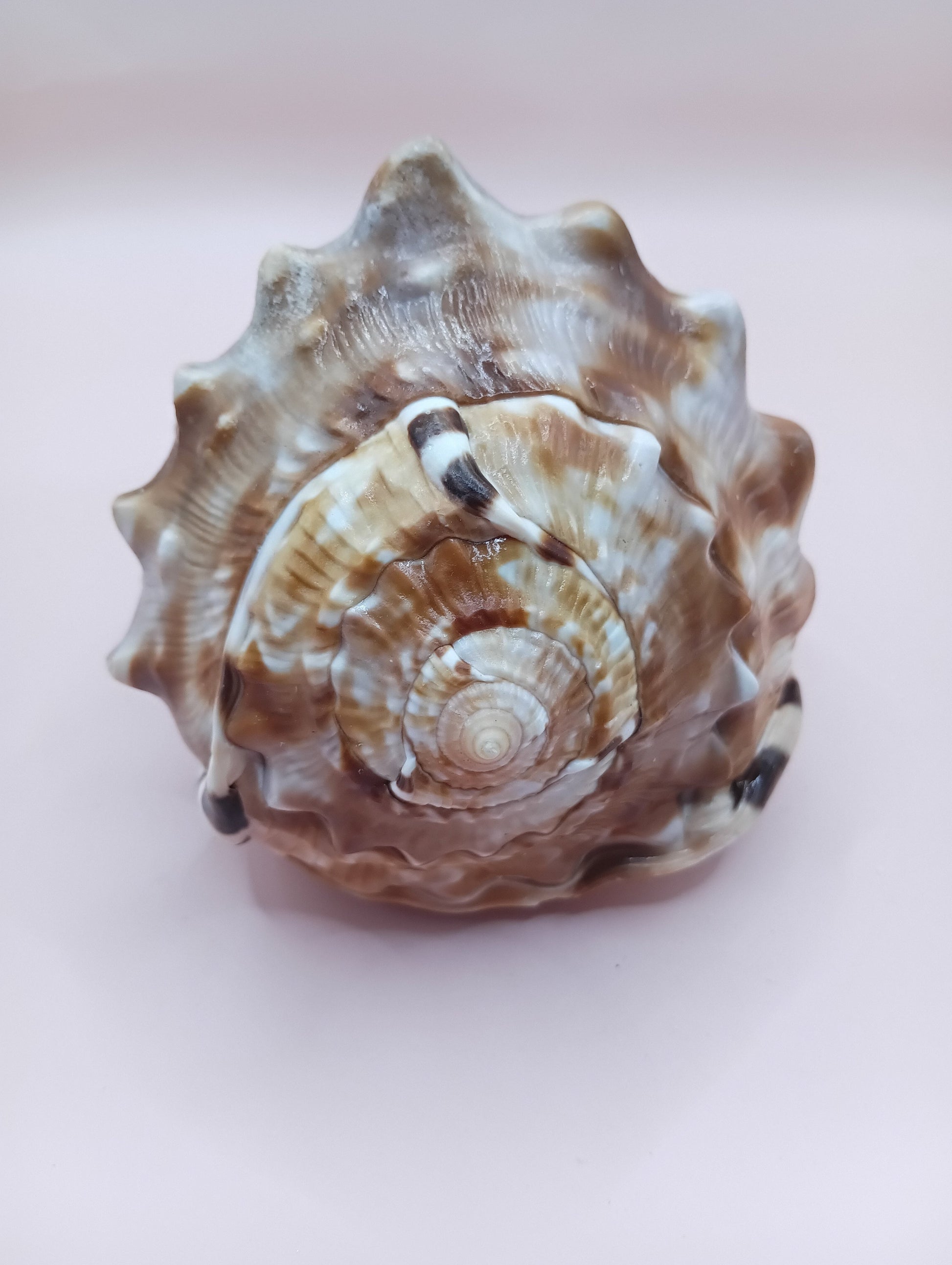 King Helmet Display Shell- Cassis flammea 4.8" – Shells