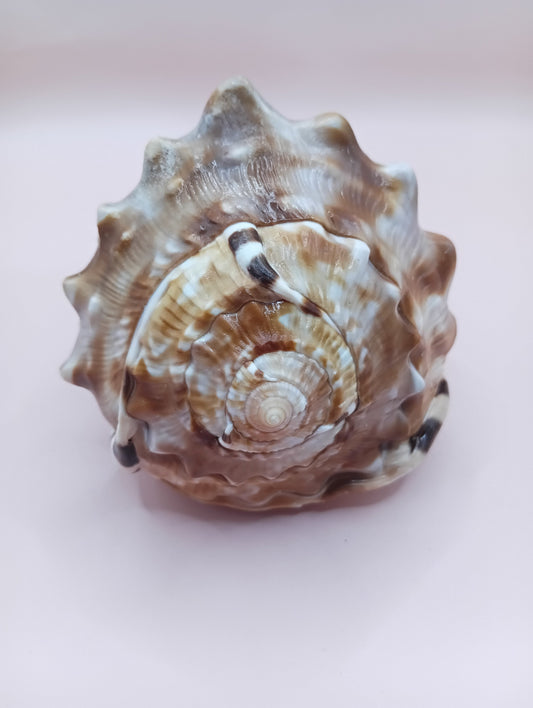 King Helmet Display Shell- Cassis flammea 4.8" – Shells