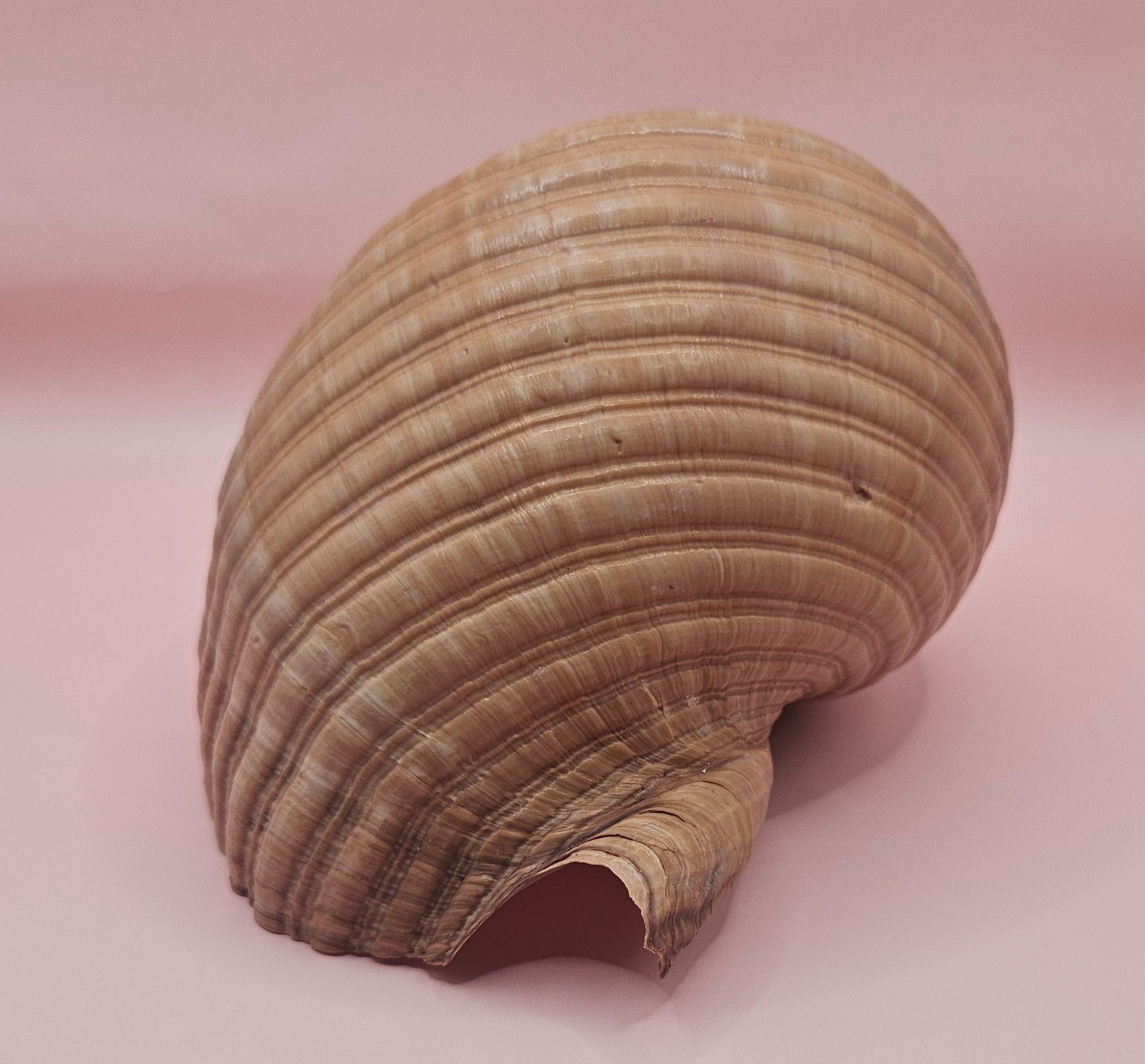 Natural Tonna Shell – 6.75" – Shellls