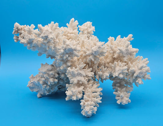 Vintage Branch Coral Specimen - Natural Coastal Home Decor Piece – Coral
