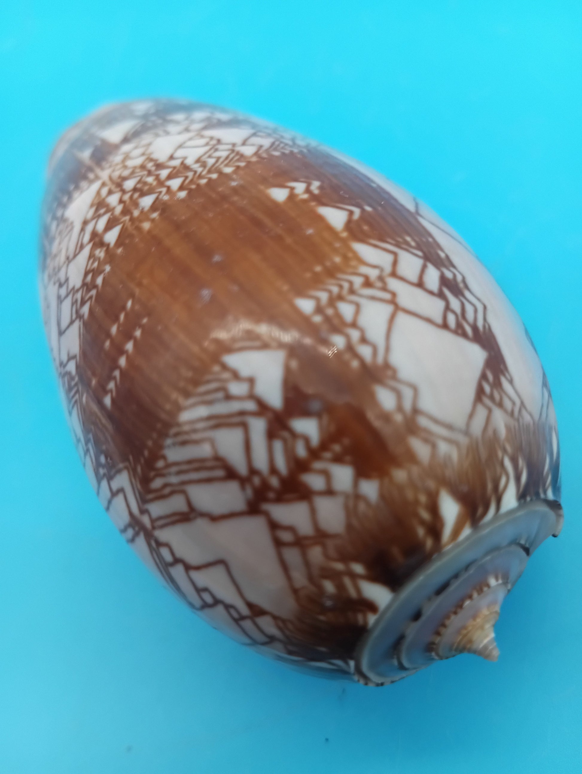 Tent Olive - Oliva Porphyria 3.7" – Shells