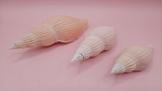 Fulgoraria nagouchii hyashi Growth Series – Set of 3 Display Shells – seashells
