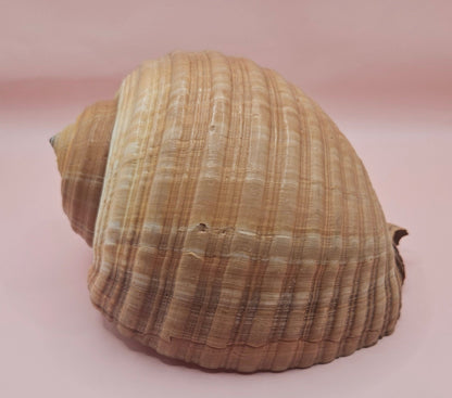 Natural Tonna Shell – 6.75" – Shellls