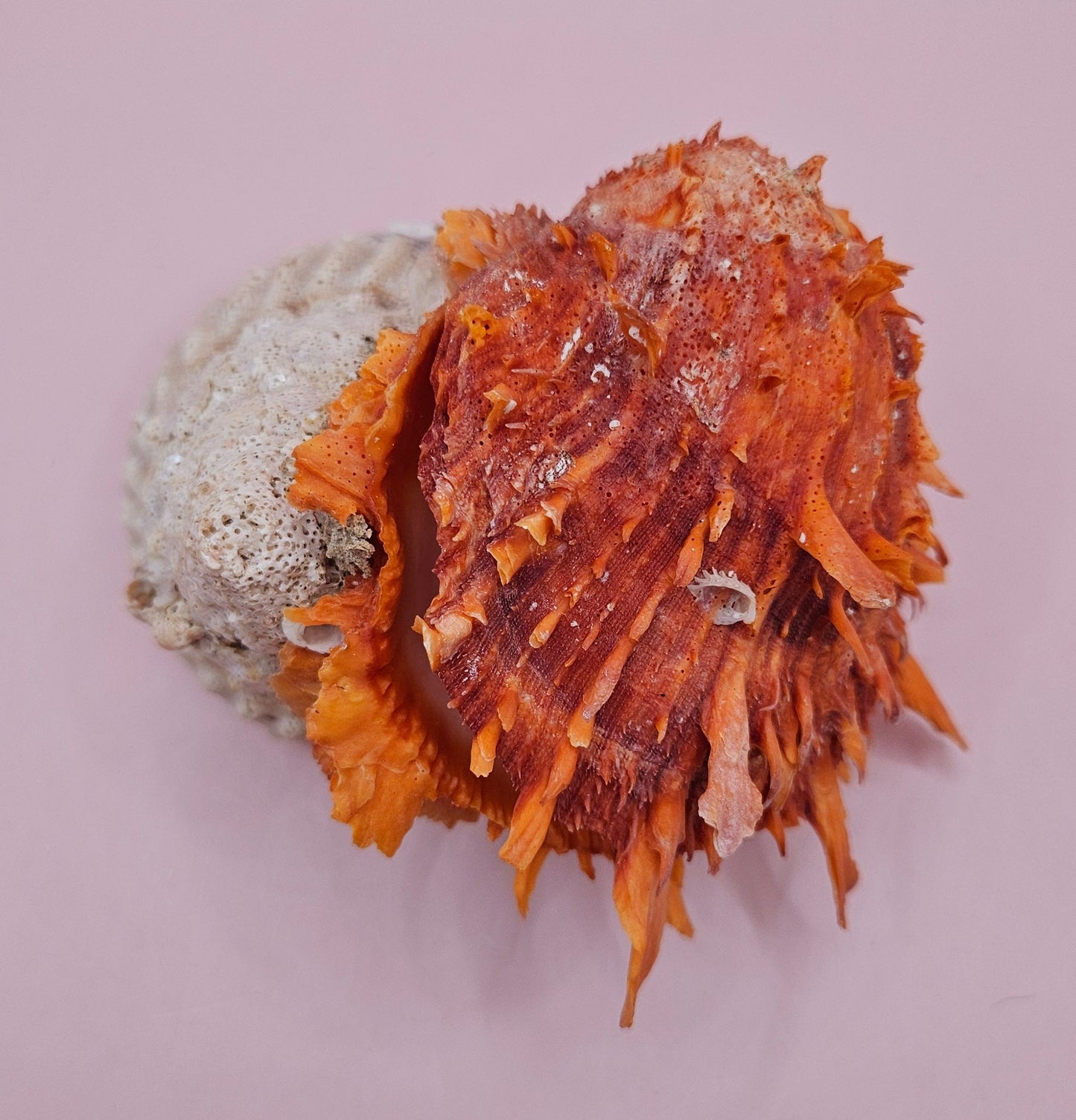 Princeps Spondylus Spiny Oyster Shell with Attached Undosa Astraea – Natural Ocean Display 6x5x4 – Shells