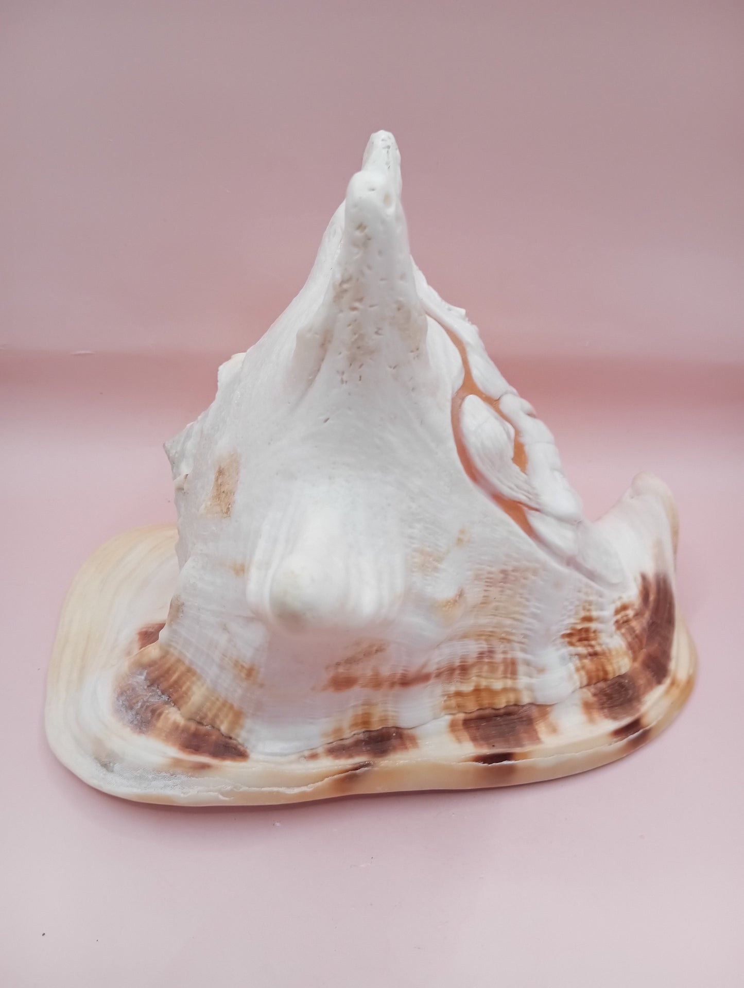 Hand Carved Yellow Helmet Shell – 7.8" Natural Cassis Cornuta – Shells