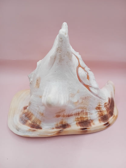 Hand Carved Yellow Helmet Shell – 7.8" Natural Cassis Cornuta – Shells