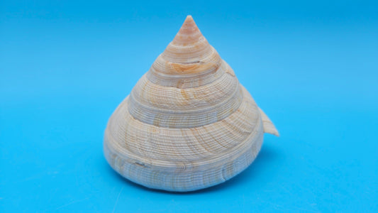 Rare Pleurotomaria hirasei Deep Sea Display Shell with Operculum – 3.9" Nautical Home Decor – Shells