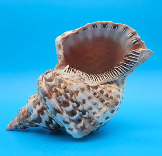 Caribbean Triton Shell – 10.5" Slight Mutation Display Piece Charonia variegata – Shells