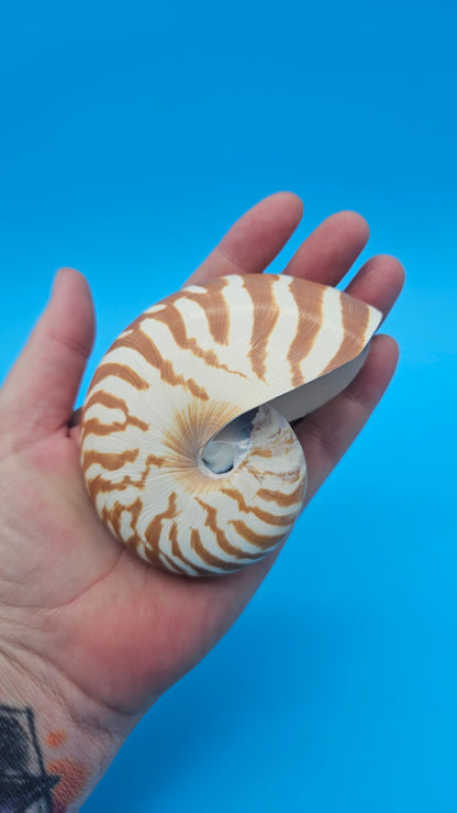 Tiger Nautilus Shell – Striking Natural Ocean Decor 3.6"