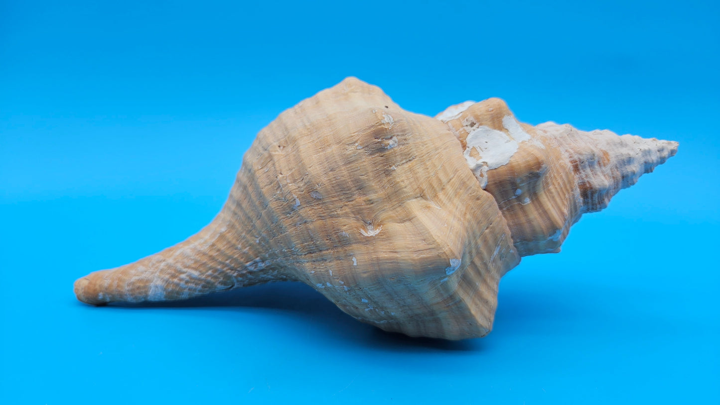 Rare Apricot Horse Conch Display Shell – Premium Coastal Home Decor Specimen 11" (Triplofusus giganteus) – Shells