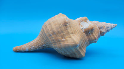 Rare Apricot Horse Conch Display Shell – Premium Coastal Home Decor Specimen 11" (Triplofusus giganteus) – Shells