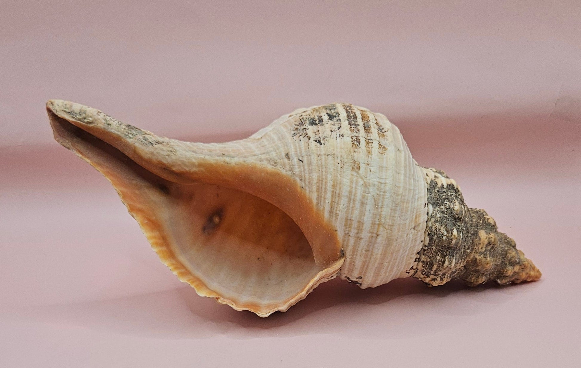 Large Horse Conch Shell – 10" Natural Coastal Display Shell – Shellls