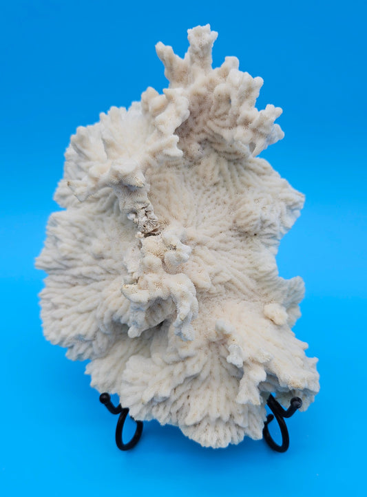 Vintage Merulina Coral Specimen 7.5x6x2 – Ivory Wave Fan Coral Decor – Coral