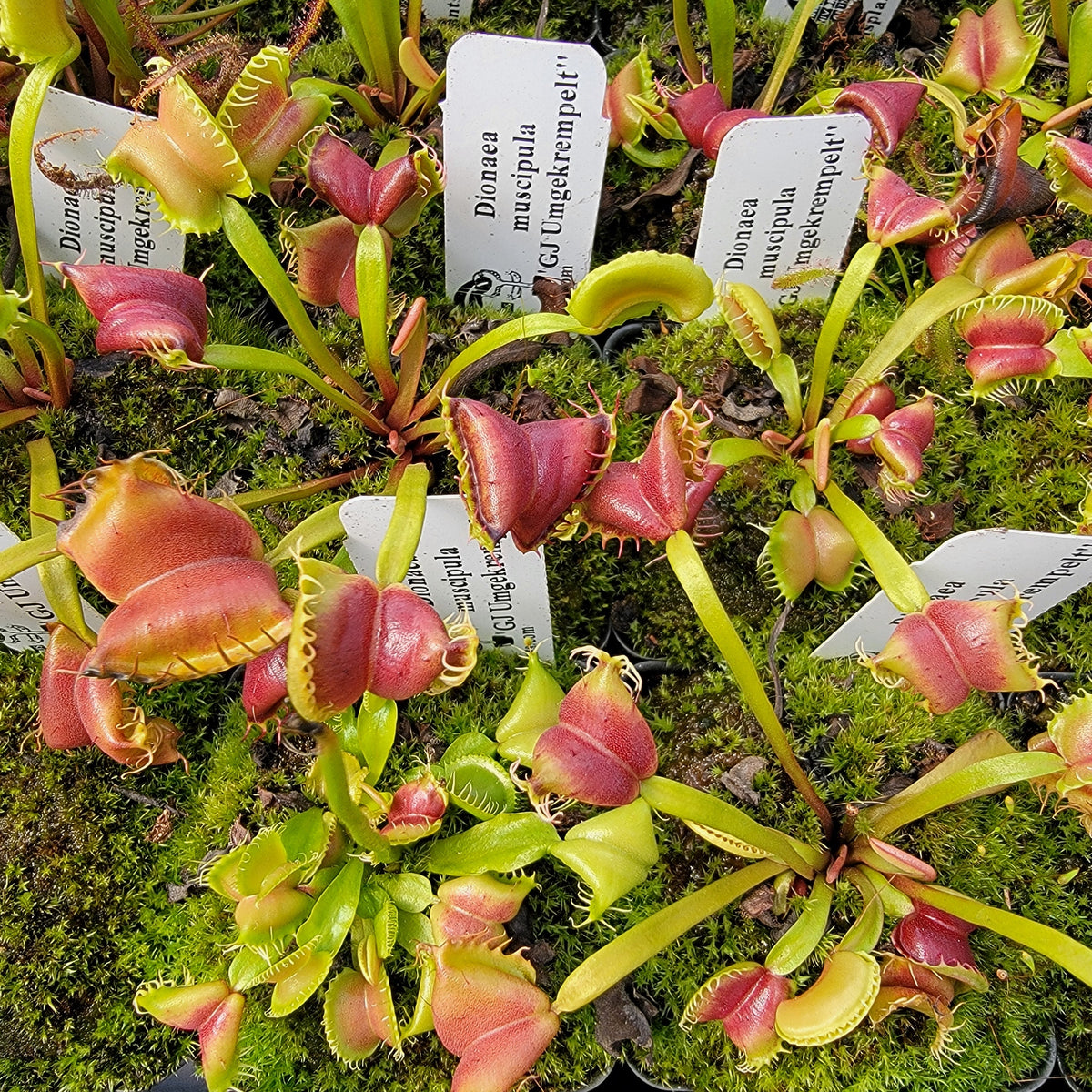 GJ Umgekrempelt Venus Flytrap – Live Carnivorous Plant – Venus flytrap
