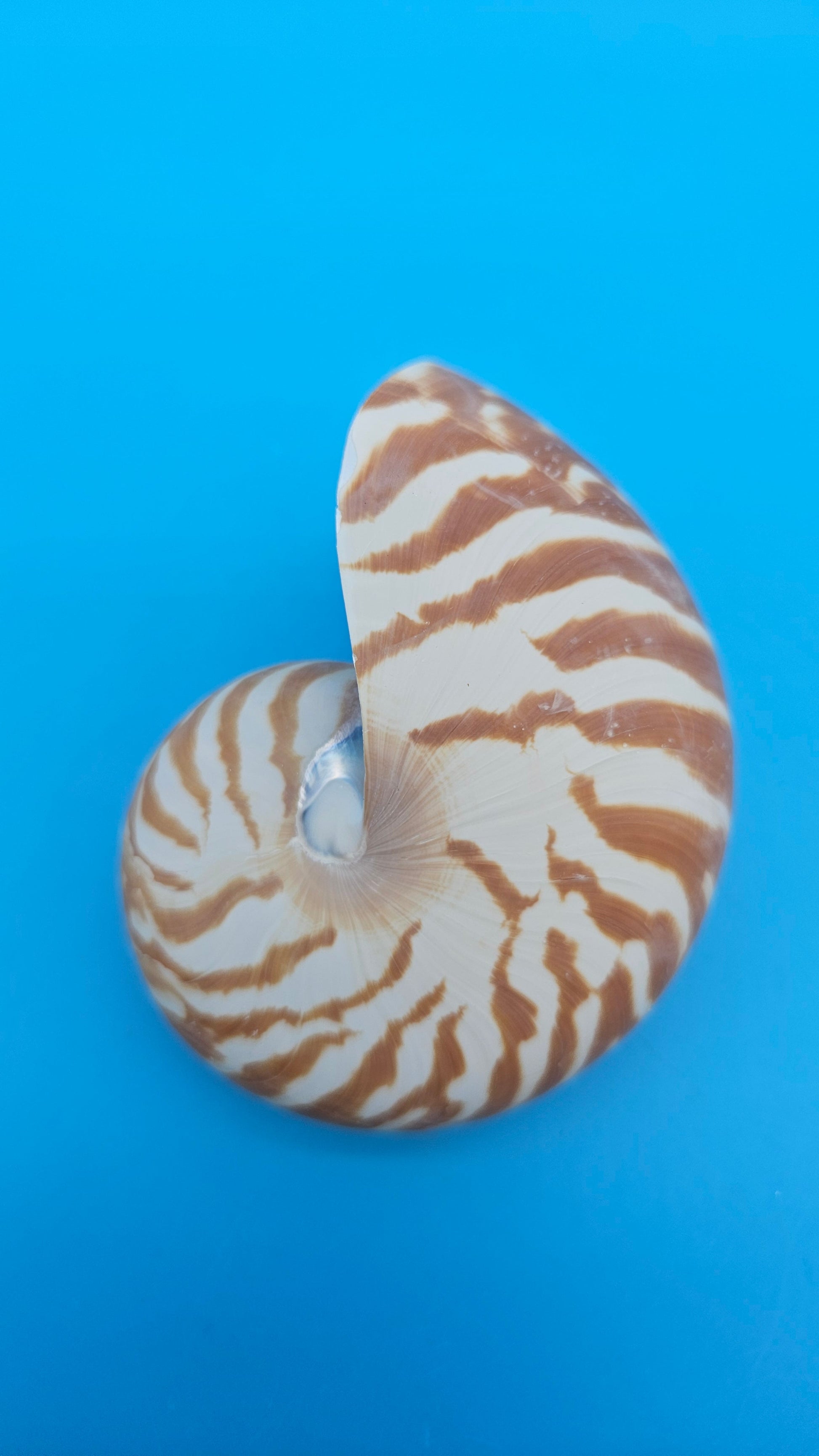 Chambered Tiger Nautilus Shell – Striking Natural Ocean Decor 3" (Nautilus pompilius) – Shells