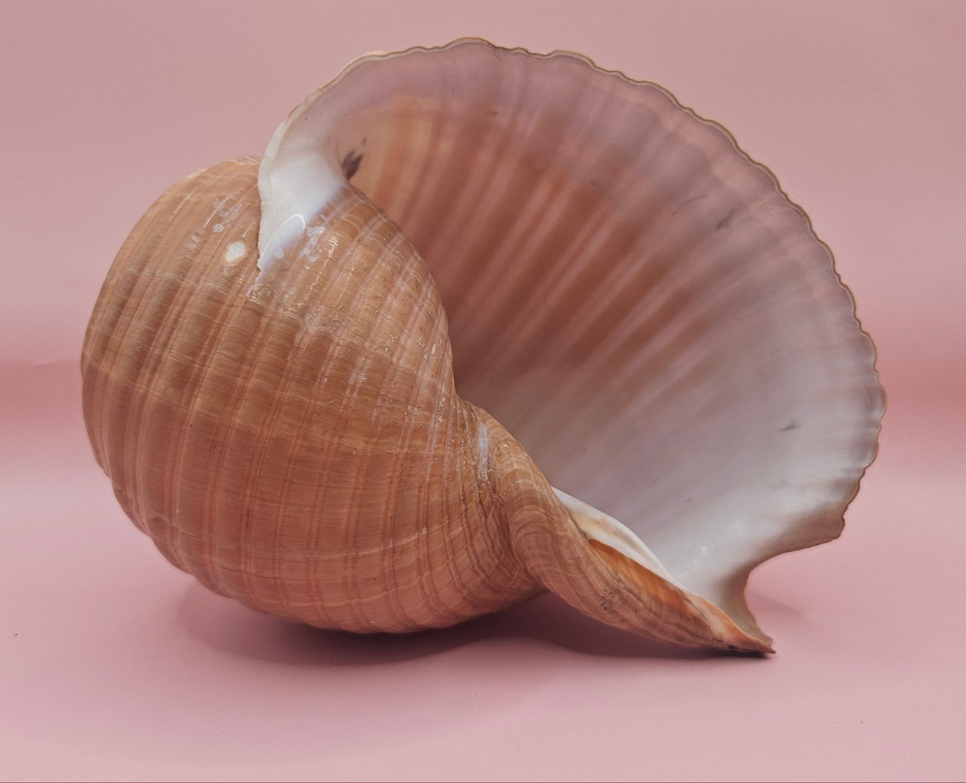 Natural Tonna Shell – 6.75" – Shellls