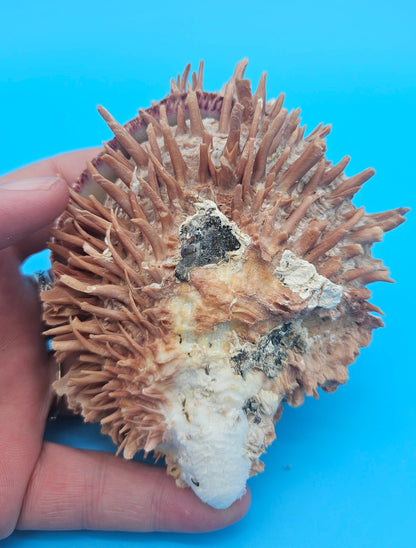 Spiny Spondylus Shell Pair 3.8" – Natural Purple-Toned Coastal Display Shell