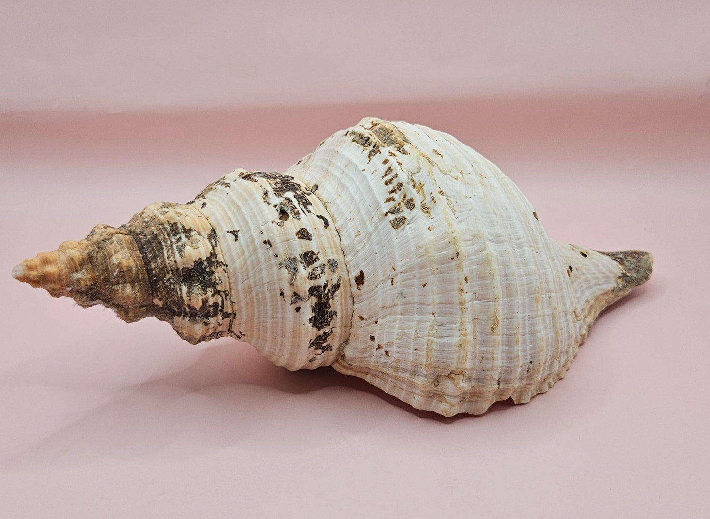 Large Horse Conch Shell – 10" Natural Coastal Display Shell – Shellls