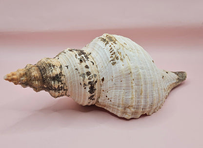 Large Horse Conch Shell – 10" Natural Coastal Display Shell – Shellls