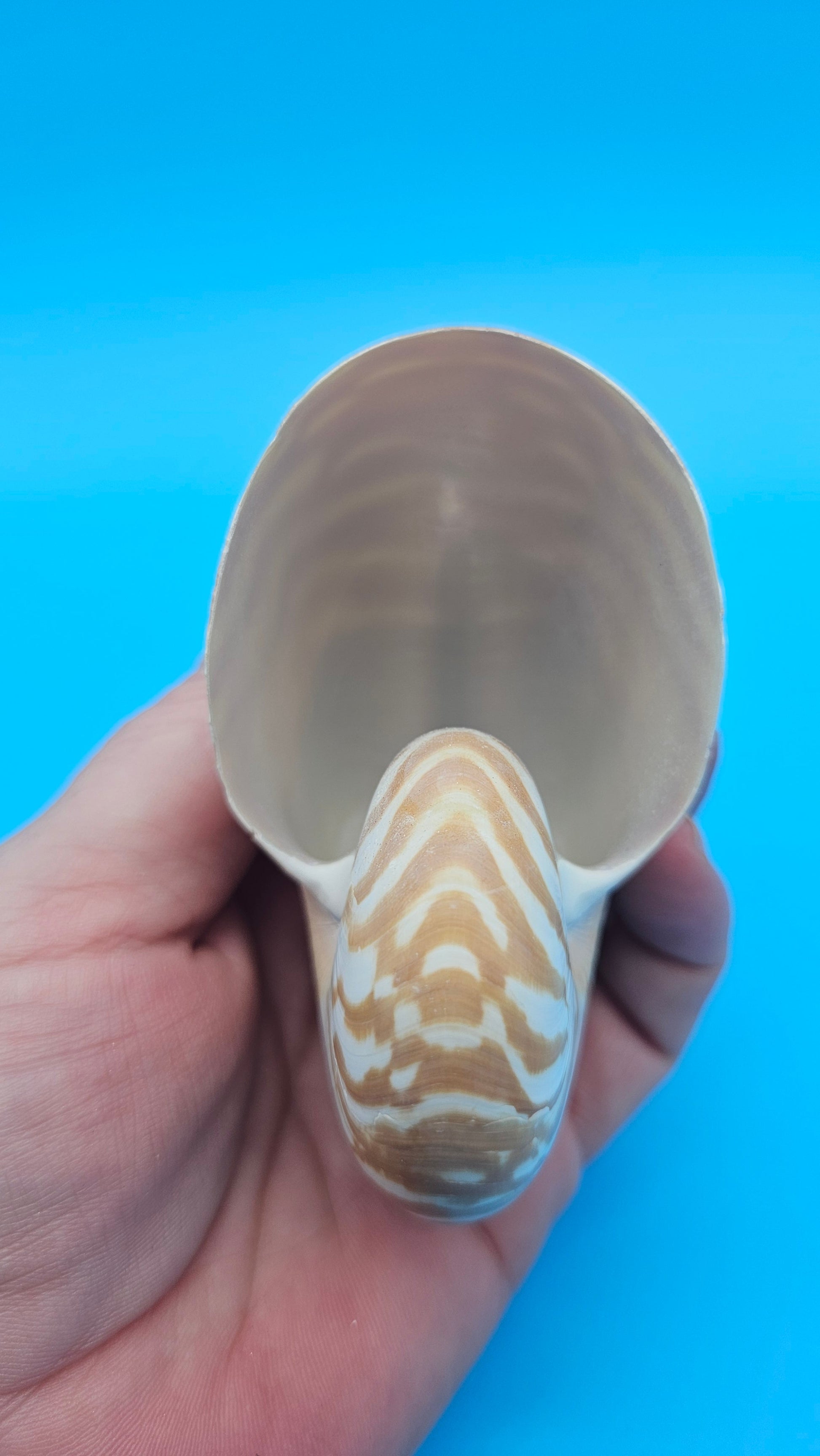 Chambered Tiger Nautilus Shell – Striking Natural Ocean Decor 3" (Nautilus pompilius) – Shells