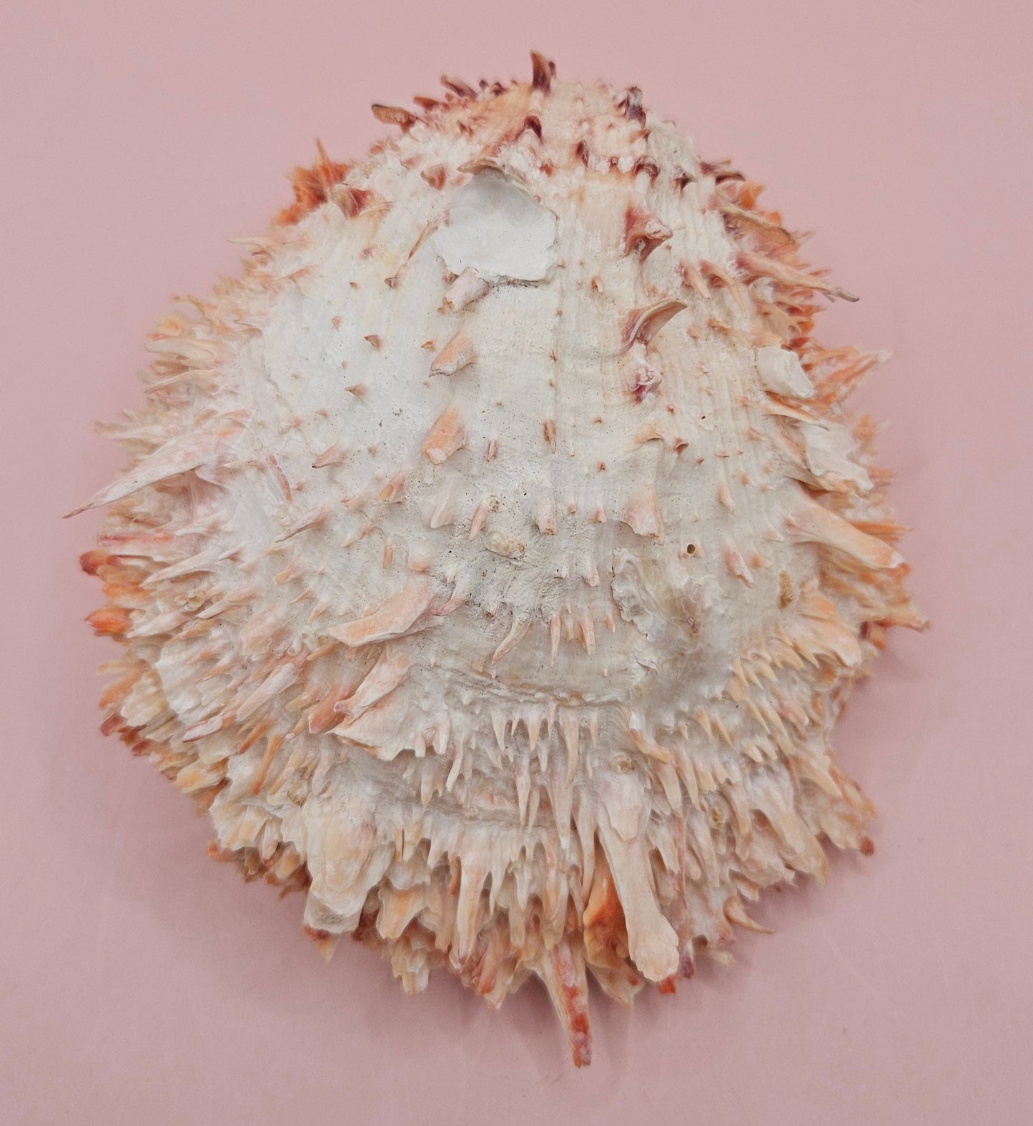 Large Hinged Spondylus Shell – 5.7" Coral-Tinged Ocean Display with Textured Spines Spiny Thorny Oyster – Shells