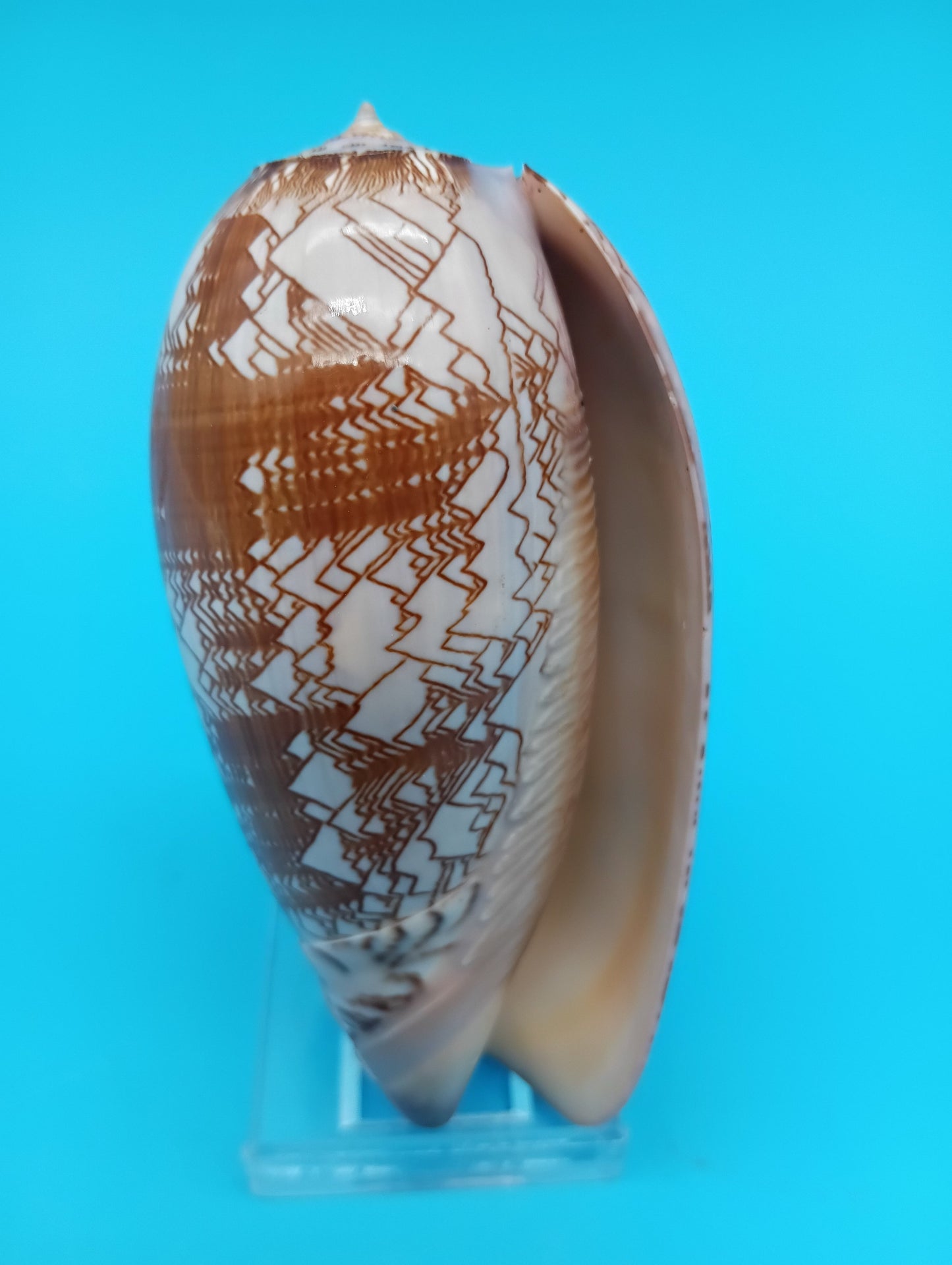 Tent Olive - Oliva Porphyria 3.7" – Shells