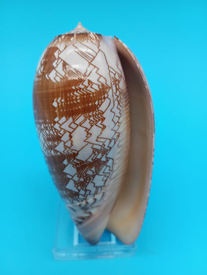 Tent Olive - Oliva Porphyria 3.7" – Shells