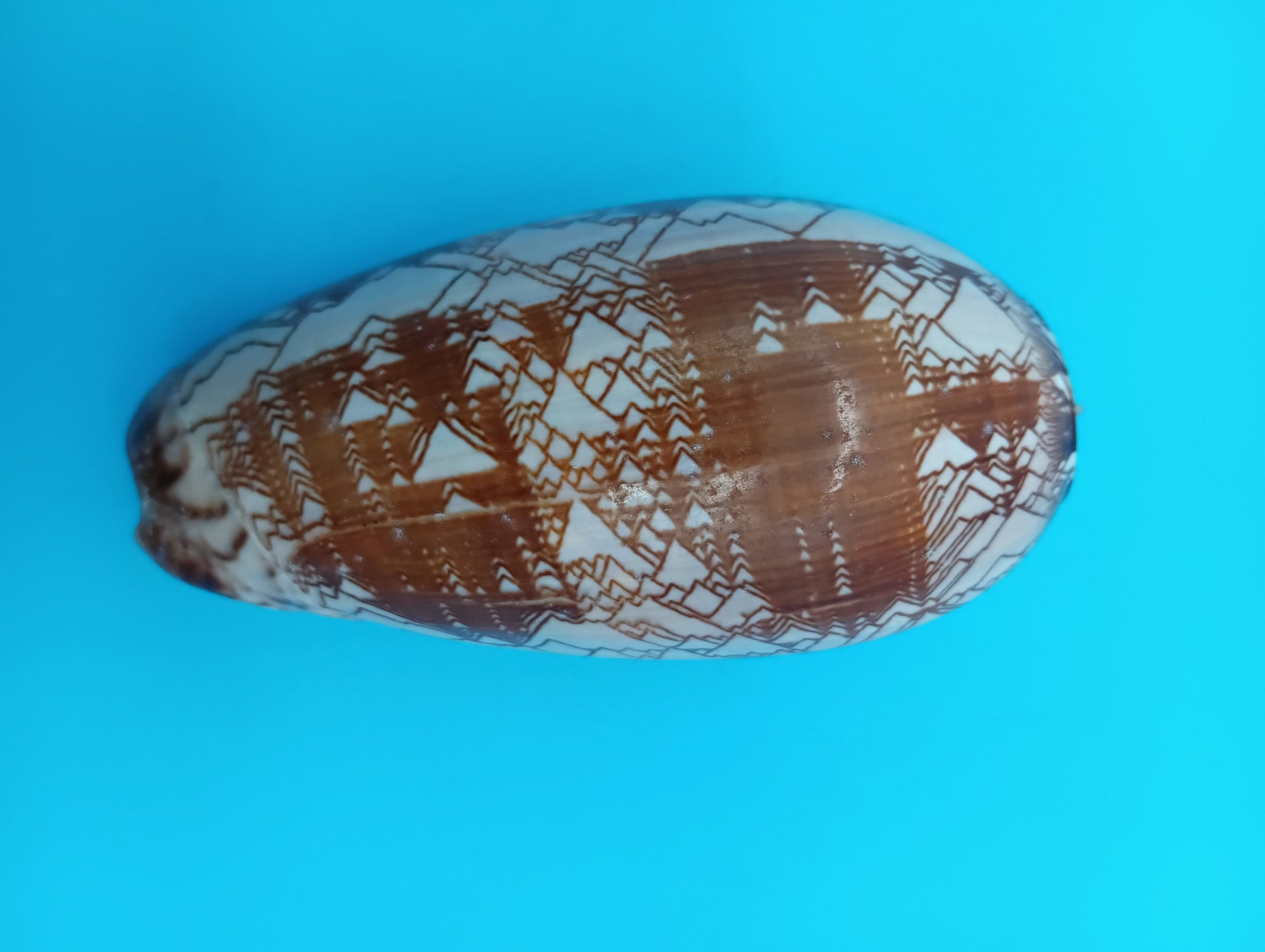 Tent Olive - Oliva Porphyria 3.7" – Shells