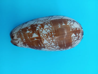 Tent Olive - Oliva Porphyria 3.7" – Shells