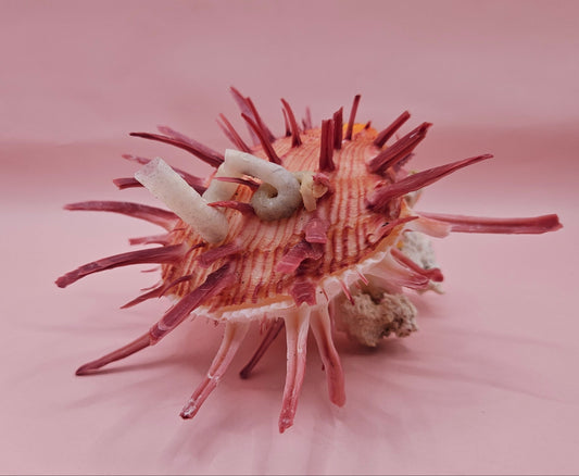Variegatus Spondylus Spiny Oyster Shell with Pink Spines and Coral Accents (Special Coloring with Tube Worm) – 5.3x6