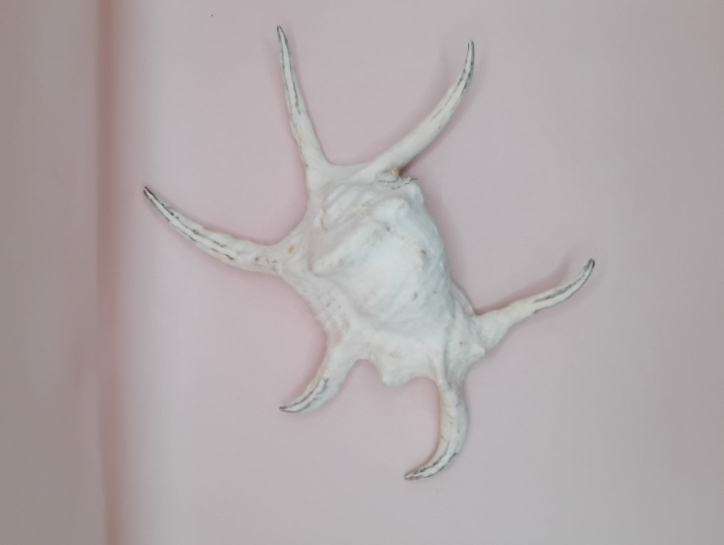 Lambis Chiragra Harpago Spider Conch Shell 9" | Coastal Display Specimen