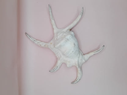 Lambis Chiragra Harpago Spider Conch Shell 9" | Coastal Display Specimen