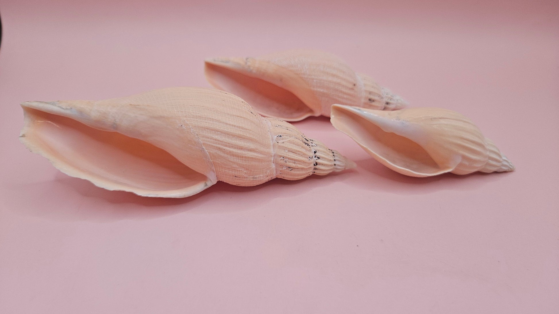 Fulgoraria nagouchii hyashi Growth Series – Set of 3 Display Shells – seashells