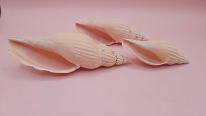 Fulgoraria nagouchii hyashi Growth Series – Set of 3 Display Shells – seashells