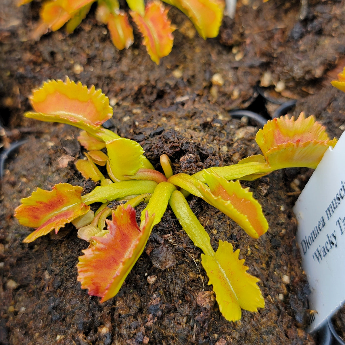 Wacky Traps Venus Flytrap (Dionaea muscipula) – Live Plant – Venus flytrap