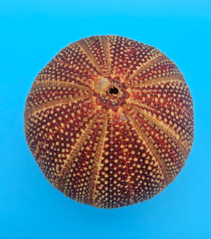 English Urchin Shell 4.8" Echinus esculentus Round Display with Bold Red Texture