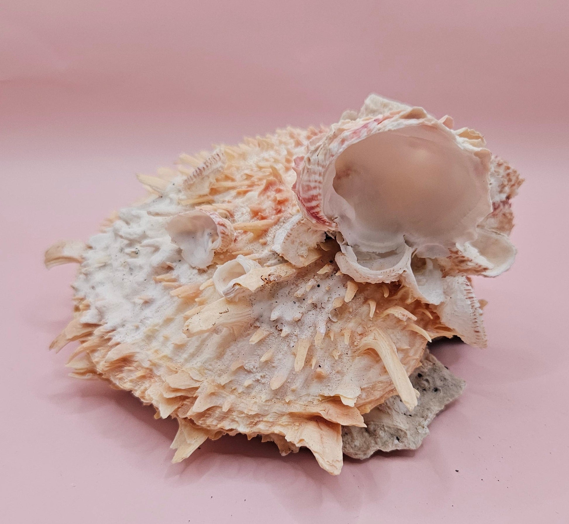 Spiked Spondylus Shell with Barnacles – Coastal Decor Display Shell 5.4" – Shells