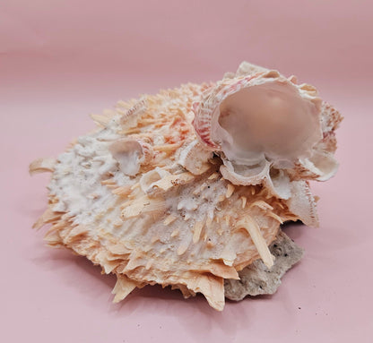 Spiked Spondylus Shell with Barnacles – Coastal Decor Display Shell 5.4" – Shells