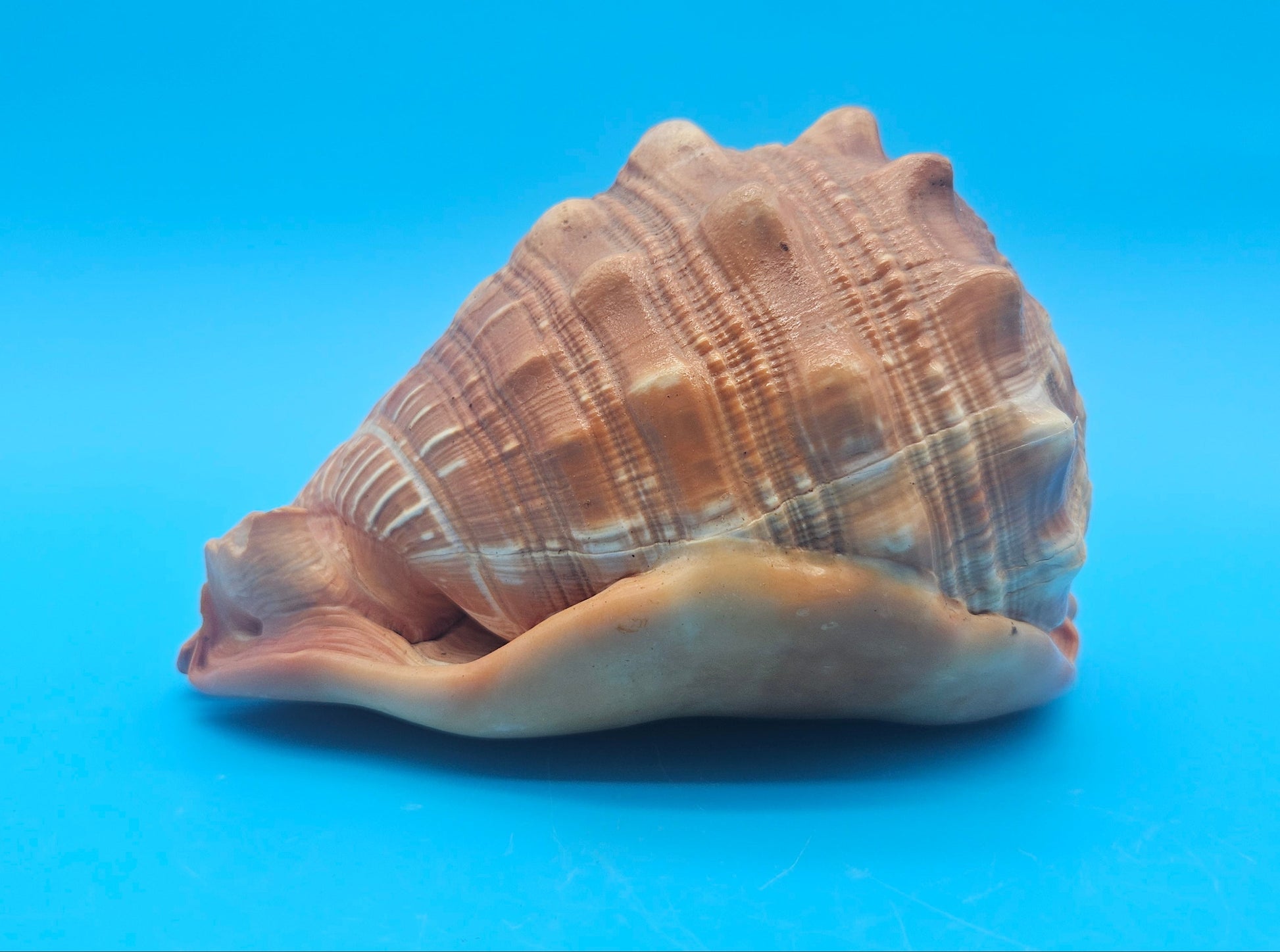 Select Bullmouth Cameo Helmet Shell 7x5x4 Display – Shells