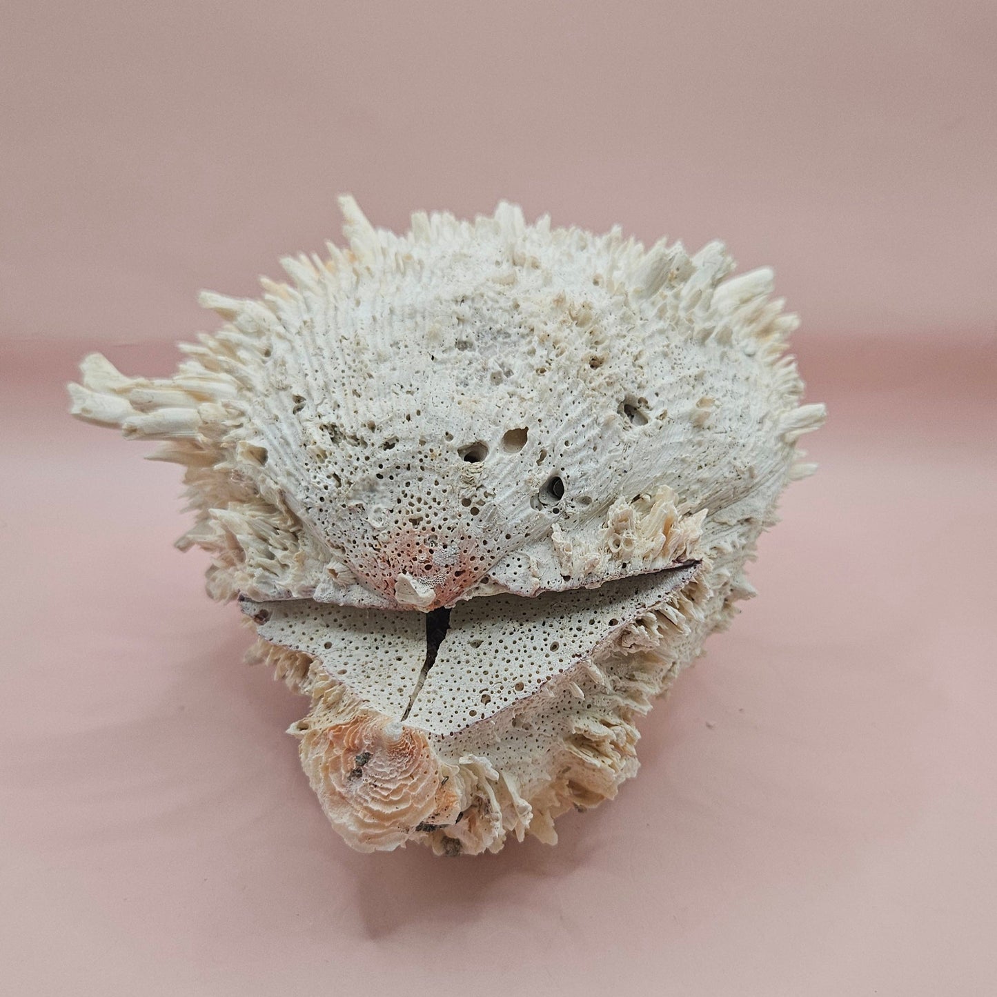 8" White Spondylus Shell with Natural Spikes – Coastal Textured Display Shell – Shells